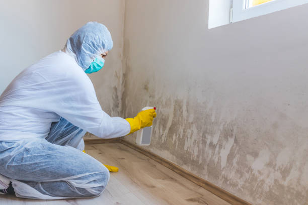 Licensed Basement Mold Remediation service in Shrewsbury, NJ - WQB Mold Removal