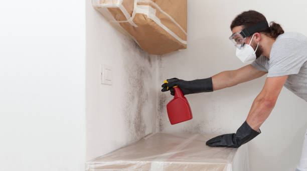 Professional Basement Mold Remediation technician working in Shrewsbury, NJ