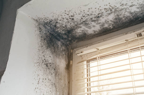 Affordable Basement Mold Remediation solutions in Shrewsbury, NJ