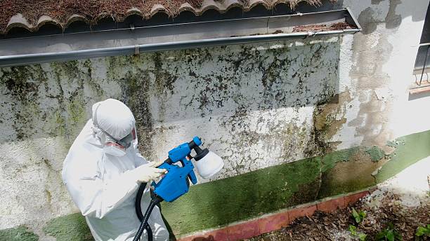 Top rated local Basement Mold Remediation specialists in Shrewsbury, NJ